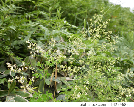Wildflowers that are in full bloom in summer Wildflowers that are in full bloom in summer 142296863