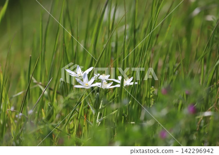 Star-of-Bethlehem (Ornithogalum umbellatum) growing in a grassy area Star-of-Bethlehem (Ornithogalum umbellatum) growing in a grassy area 142296942