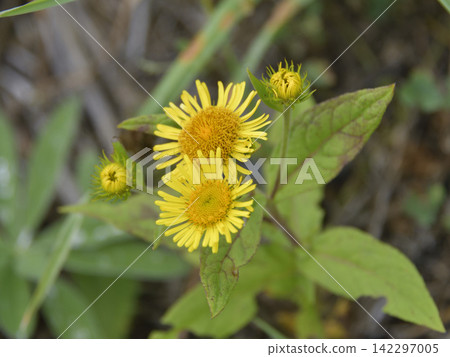 夏季盛開的野花 夏季盛開的野花 142297005