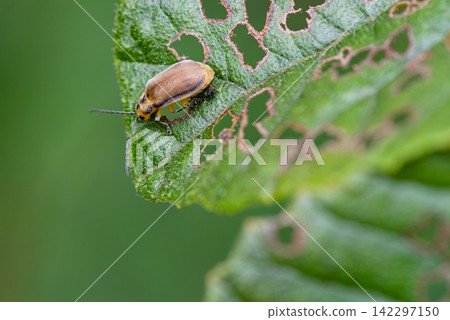 Leaf beetles with a voracious appetite that eat leaves Leaf beetles with a voracious appetite that eat leaves 142297150