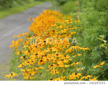 Wildflowers that are in full bloom in summer 142297251