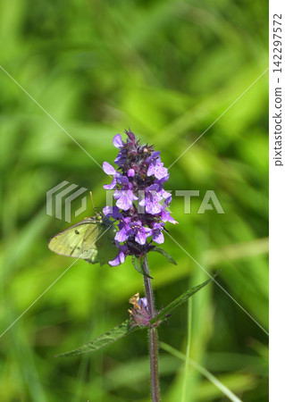 夏季盛開的野花 夏季盛開的野花 142297572