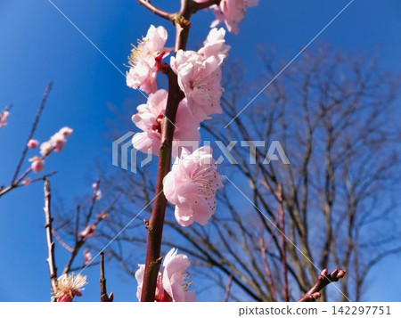 Plum blossoms against a blue sky Plum blossoms against a blue sky 142297751