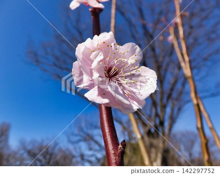 Majestic plum blossoms Majestic plum blossoms 142297752