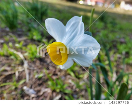 水仙花花 142297756