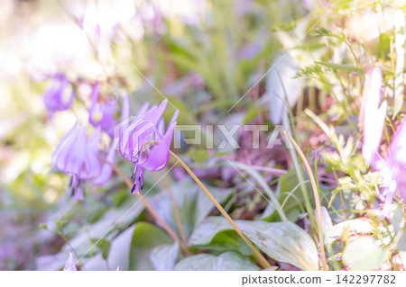 Erythronium flowers growing on the hillside behind the former Morino Medicinal Herb Garden and Factory, located in the townscape of Uda Matsuyama, Uda City, Nara Prefecture. Erythronium flowers growing on the hillside behind the former Morino Medicinal Herb Garden and Factory, located in the townscape of Uda Matsuyama, Uda City, Nara Prefecture. 142297782