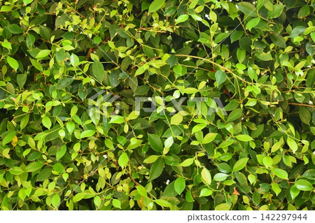 fresh green leaf tree background, natural wall decoration of home fresh green leaf tree background, natural wall decoration of home 142297944