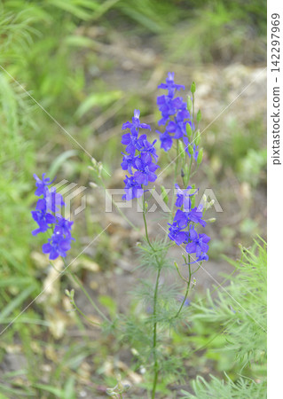 Wildflowers that are in full bloom in summer Wildflowers that are in full bloom in summer 142297969