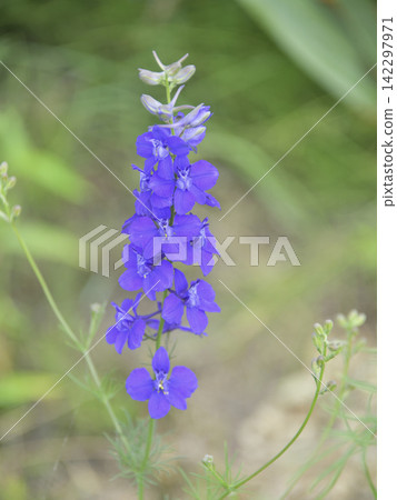 Wildflowers that are in full bloom in summer Wildflowers that are in full bloom in summer 142297971