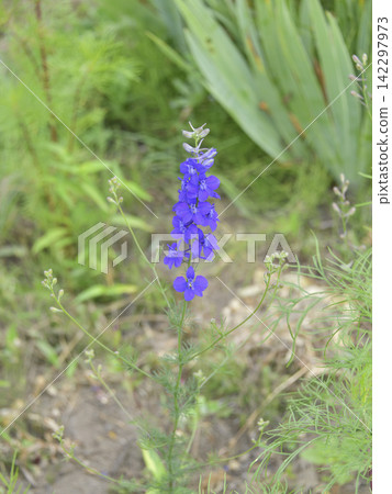夏季盛開的野花 夏季盛開的野花 142297973