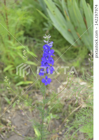 Wildflowers that are in full bloom in summer Wildflowers that are in full bloom in summer 142297974
