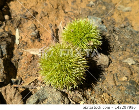 Chestnut burrs that have fallen to the ground Chestnut burrs that have fallen to the ground 142297986