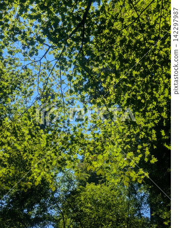 Young maple leaves, translucent in the light Young maple leaves, translucent in the light 142297987