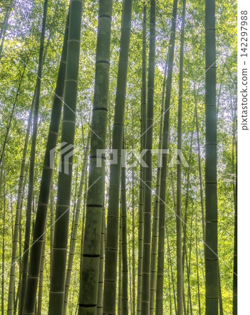 一片筆直向上延伸的竹林 一片筆直向上延伸的竹林 142297988