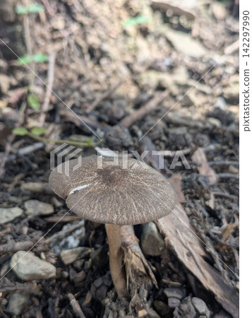在樹林裡發現蘑菇 在樹林裡發現蘑菇 142297990