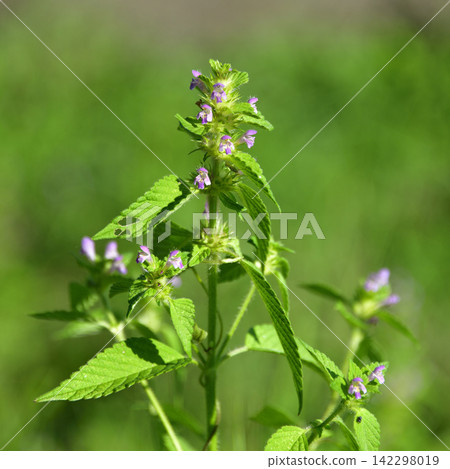 夏季盛開的野花 夏季盛開的野花 142298019