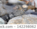 Kawarabata 142298062