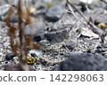 Kawarabata 142298063