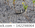 Kawarabata 142298064