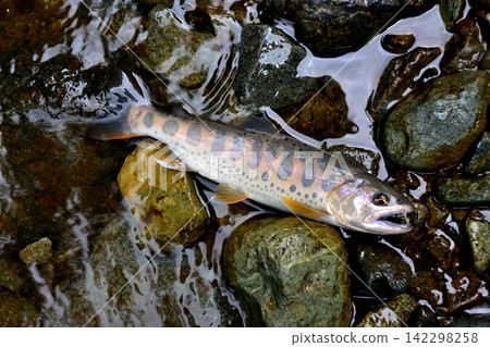 A magnificent autumn cherry salmon caught in the rapids. A magnificent autumn cherry salmon caught in the rapids. 142298258
