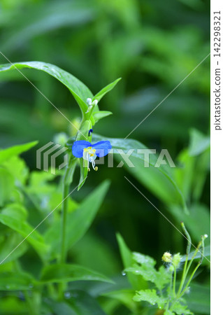 Wildflowers that are in full bloom in summer Wildflowers that are in full bloom in summer 142298321