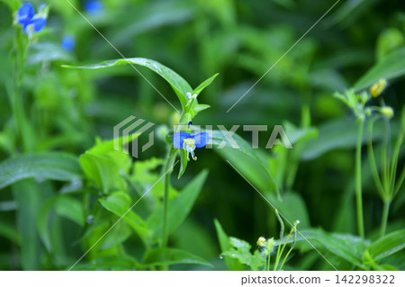 夏季盛開的野花 夏季盛開的野花 142298322