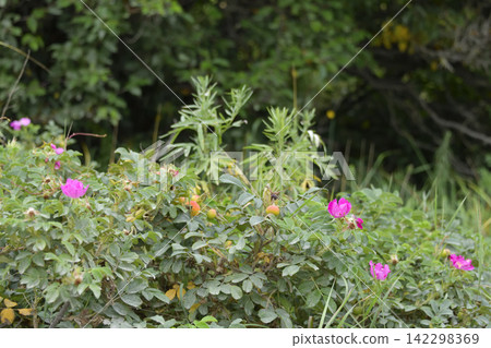 Wildflowers that are in full bloom in summer Wildflowers that are in full bloom in summer 142298369
