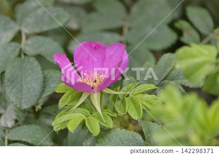 Wildflowers that are in full bloom in summer Wildflowers that are in full bloom in summer 142298371