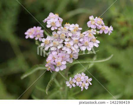 Wildflowers that are in full bloom in summer Wildflowers that are in full bloom in summer 142298419