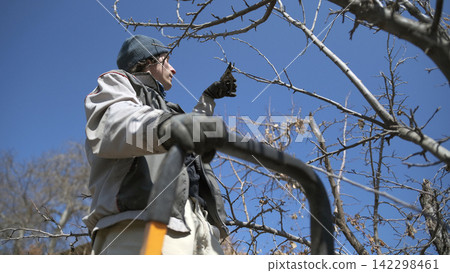 A view from below of a cute gardener pruning dry tree branches. A man stands on the stairs and cuts branches with garden scissors A view from below of a cute gardener pruning dry tree branches. A man stands on the stairs and cuts branches with garden scissors 142298461