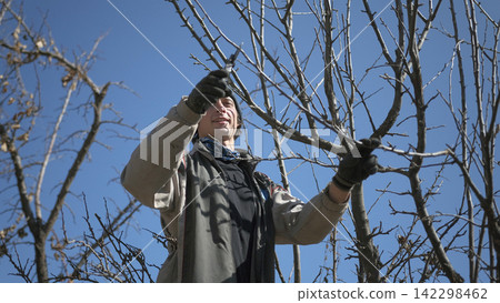 Gardening and agriculture. A man is pruning a tree with gloves. He smiles while working, the rays of the warm sun fall on his face. Pruning of dry branches Gardening and agriculture. A man is pruning a tree with gloves. He smiles while working, the rays of the warm sun fall on his face. Pruning of dry branches 142298462