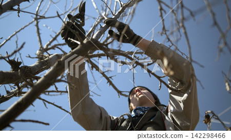 A young farmer enthusiastically works in the garden. A man prunes a tree with pruning shears. The tree is bare, without leaves. The man is wearing a hat and gloves A young farmer enthusiastically works in the garden. A man prunes a tree with pruning shears. The tree is bare, without leaves. The man is wearing a hat and gloves 142298466