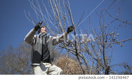 An attractive worker is pruning a tree with garden scissors. The man is wearing a blue hat and black gloves. Spring gardening. Gardening An attractive worker is pruning a tree with garden scissors. The man is wearing a blue hat and black gloves. Spring gardening. Gardening 142298467