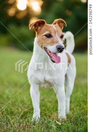 Jack Russell Terrier Panting While Standing on Grass Jack Russell Terrier Panting While Standing on Grass 142298749