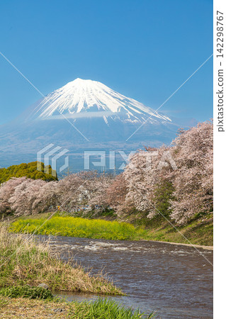 A breathtaking spring scene: Cherry blossom trees in full bloom along the Urui River at Ryuganbuchi, with Mount Fuji in the background, Fuji City, Shizuoka Prefecture. A breathtaking spring scene: Cherry blossom trees in full bloom along the Urui River at Ryuganbuchi, with Mount Fuji in the background, Fuji City, Shizuoka Prefecture. 142298767