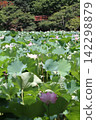 A red arched bridge in a lush green park, with a picturesque ancient lotus pond stretching out in the foreground (Yasaka Park, Bando City) A red arched bridge in a lush green park, with a picturesque ancient lotus pond stretching out in the foreground (Yasaka Park, Bando City) 142298879