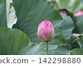 A plump pink bud of an ancient lotus flower awaits bloom, surrounded by green leaves (Yasaka Park, Bando City) A plump pink bud of an ancient lotus flower awaits bloom, surrounded by green leaves (Yasaka Park, Bando City) 142298880