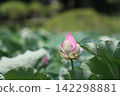 Plump, pink buds of ancient lotus flowers, about to bloom (Yasaka Park, Bando City) Plump, pink buds of ancient lotus flowers, about to bloom (Yasaka Park, Bando City) 142298881