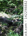 A cool stream flows through moss-covered rocks, bathed in dappled sunlight (Yasaka Park, Bando City) A cool stream flows through moss-covered rocks, bathed in dappled sunlight (Yasaka Park, Bando City) 142298882