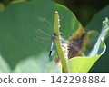 A male Common Skimmer dragonfly perched on a lotus stem (Yasaka Park, Bando City) A male Common Skimmer dragonfly perched on a lotus stem (Yasaka Park, Bando City) 142298884