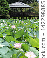 Ancient lotus flowers in full bloom in a pond with a gazebo in the background (Yasaka Park, Bando City) Ancient lotus flowers in full bloom in a pond with a gazebo in the background (Yasaka Park, Bando City) 142298885