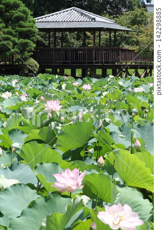 池塘中盛開的古老蓮花,背景是一座涼亭(坂東市八坂公園) 池塘中盛開的古老蓮花,背景是一座涼亭(坂東市八坂公園) 142298885