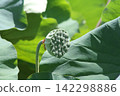 The seed pods of ancient lotus plants, where the fruit is formed, are encased in large lotus leaves (Yasaka Park, Bando City). The seed pods of ancient lotus plants, where the fruit is formed, are encased in large lotus leaves (Yasaka Park, Bando City). 142298886