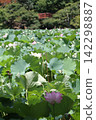 Beautiful ancient lotus flowers blooming in the foreground, with a red arched bridge in the background (Yasaka Park, Bando City) Beautiful ancient lotus flowers blooming in the foreground, with a red arched bridge in the background (Yasaka Park, Bando City) 142298887