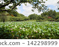 A refreshing summer landscape of an ancient lotus pond framed by the branches and leaves of trees (Yasaka Park, Bando City) A refreshing summer landscape of an ancient lotus pond framed by the branches and leaves of trees (Yasaka Park, Bando City) 142298999