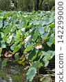 Green leaves reflected on the water's surface and vibrant pink ancient lotus flowers in full bloom (Yasaka Park, Bando City) Green leaves reflected on the water's surface and vibrant pink ancient lotus flowers in full bloom (Yasaka Park, Bando City) 142299000
