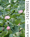 A graceful display of pink ancient lotus flowers amidst lush greenery (Yasaka Park, Bando City) A graceful display of pink ancient lotus flowers amidst lush greenery (Yasaka Park, Bando City) 142299001