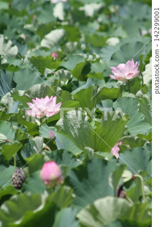 A graceful display of pink ancient lotus flowers amidst lush greenery (Yasaka Park, Bando City) A graceful display of pink ancient lotus flowers amidst lush greenery (Yasaka Park, Bando City) 142299001