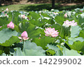 Ancient lotus flowers and their lovely buds blooming in the summer sun (Yasaka Park, Bando City) Ancient lotus flowers and their lovely buds blooming in the summer sun (Yasaka Park, Bando City) 142299002