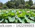 A panoramic view of the ancient lotus pond in full bloom, surrounded by a blue sky and lush green trees (Yasaka Park, Bando City) A panoramic view of the ancient lotus pond in full bloom, surrounded by a blue sky and lush green trees (Yasaka Park, Bando City) 142299003
